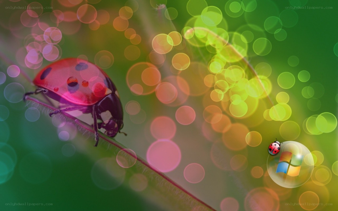 Ladybug on a leaf with bokeh