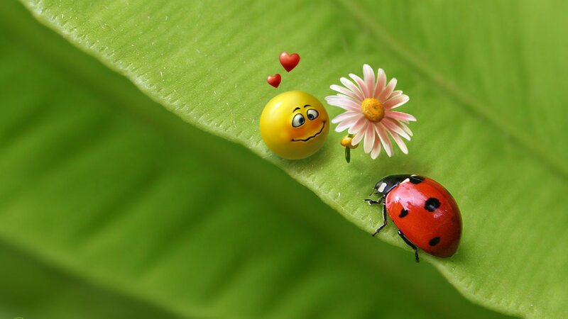 Ladybug on a leaf with flower