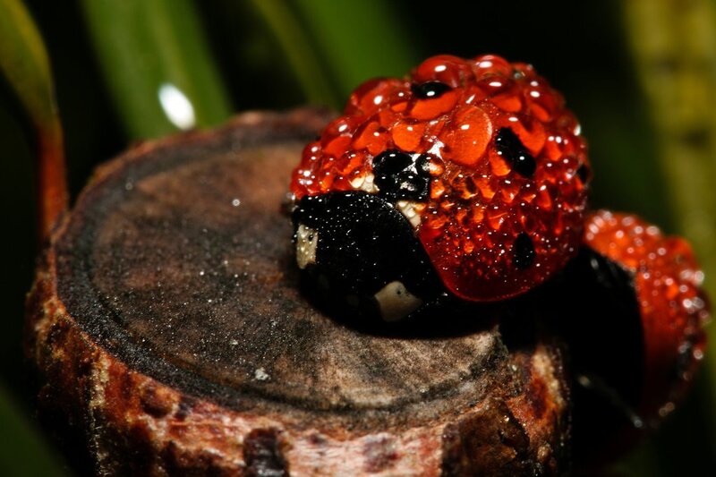 Ladybug on a log