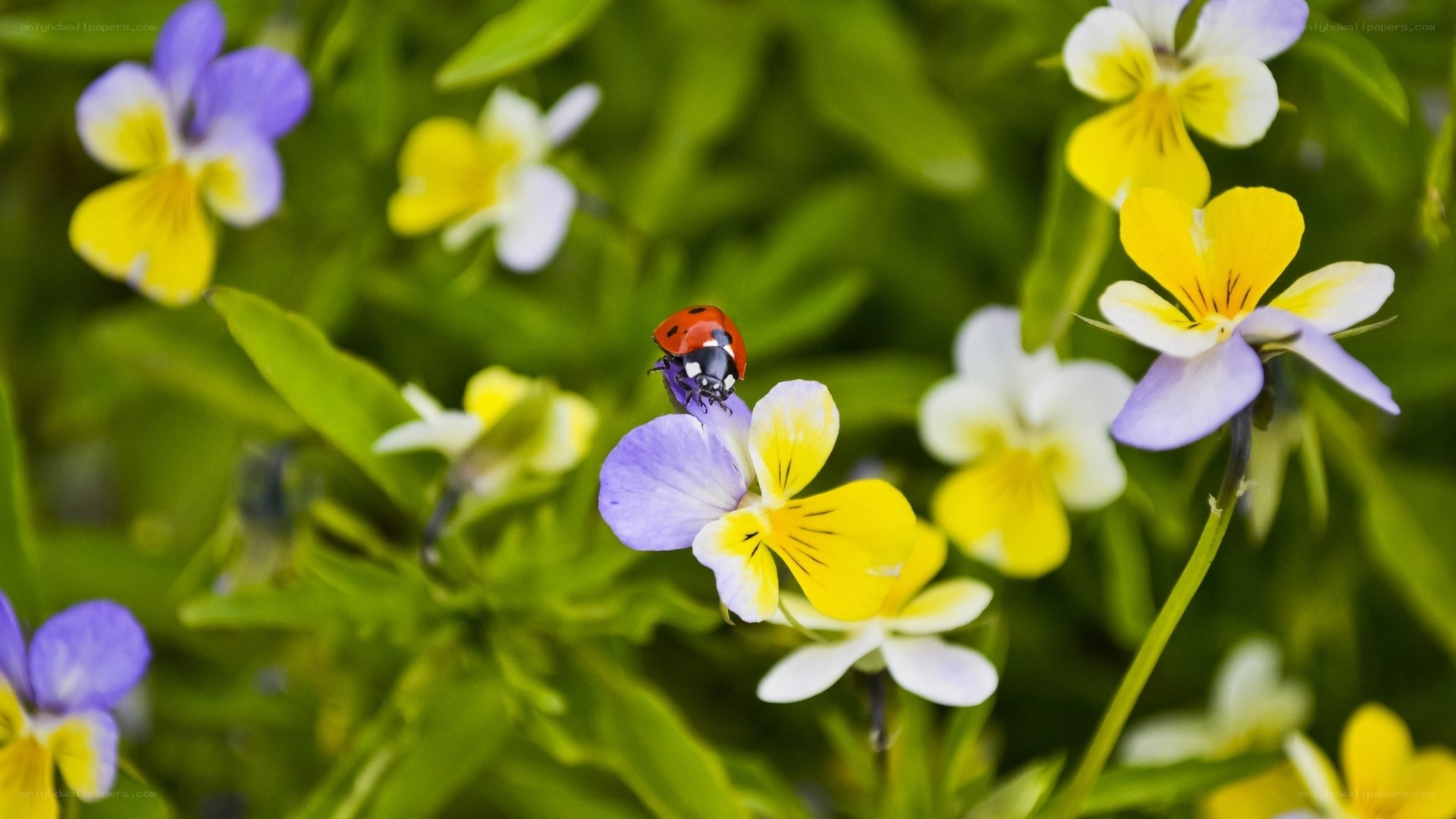 Ladybug on a pansy flower