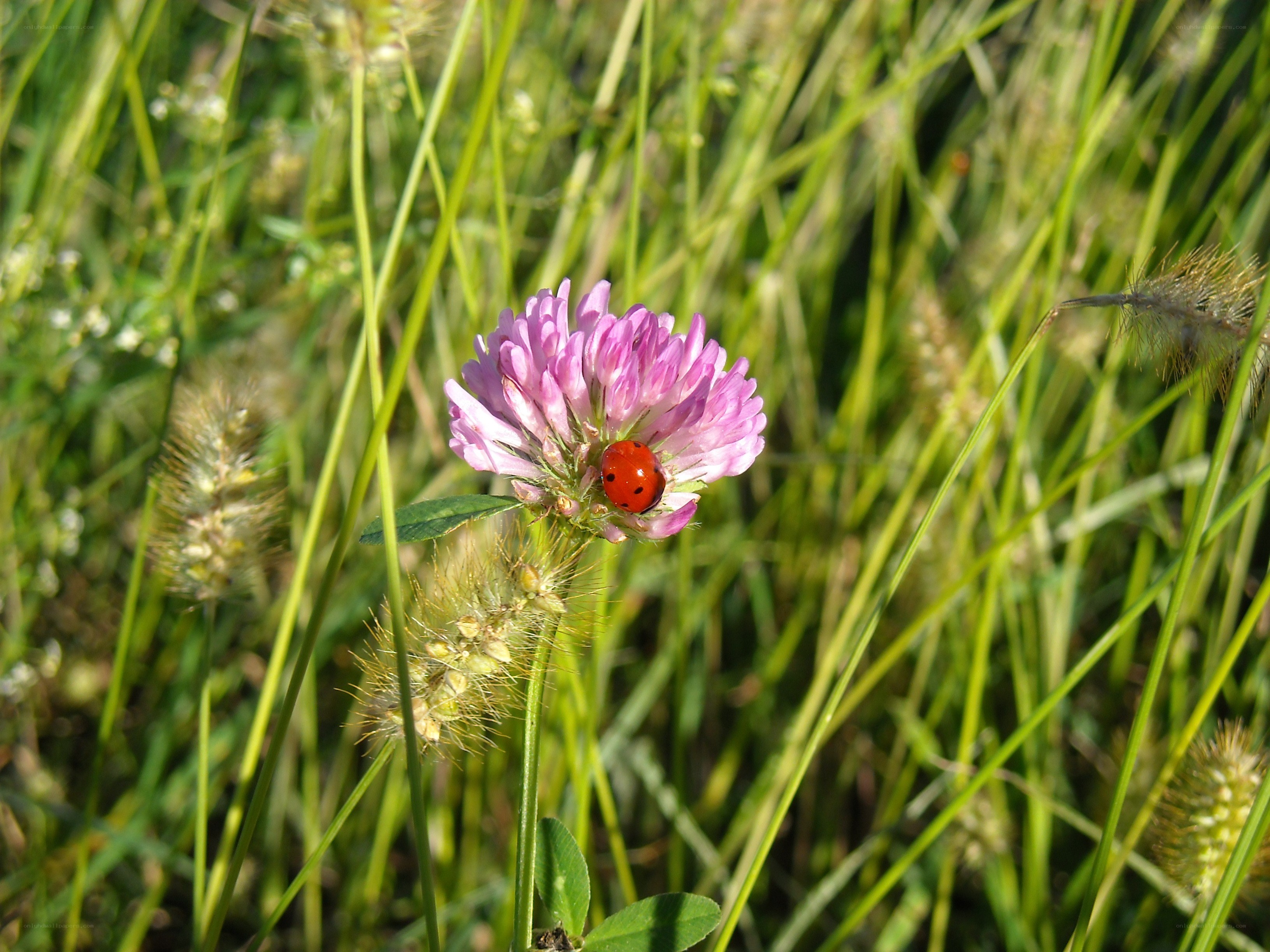 ladybug on a pink flower