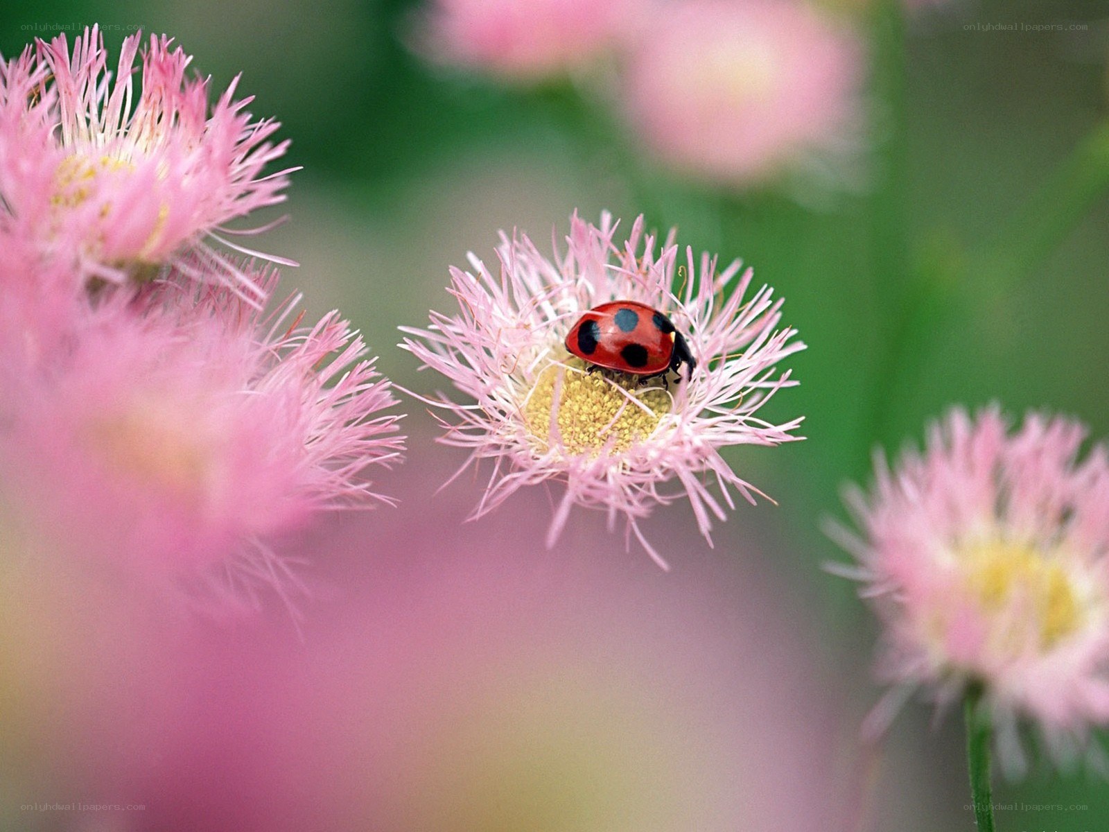 Ladybug on a pink flower