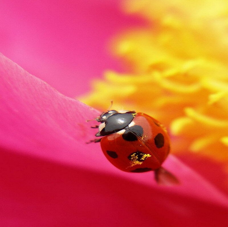 ladybug on a pink flower