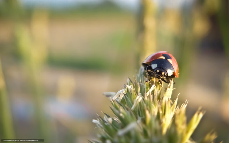 Ladybug on a plant