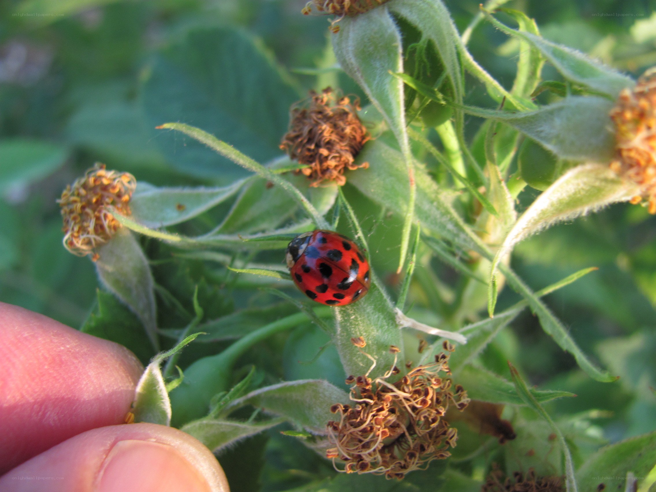ladybug on a plant