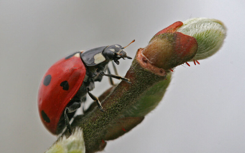 Ladybug on a plant bud