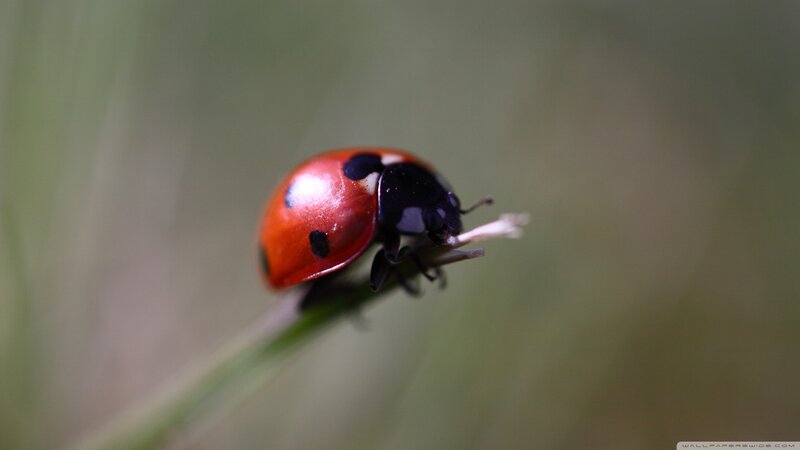 Ladybug on a Plant — Red, Calm