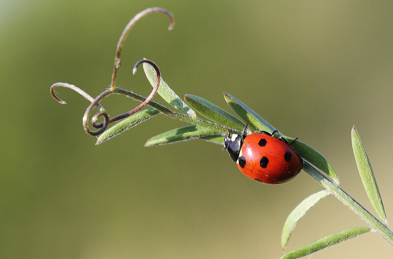 Ladybug on a Plant — Red