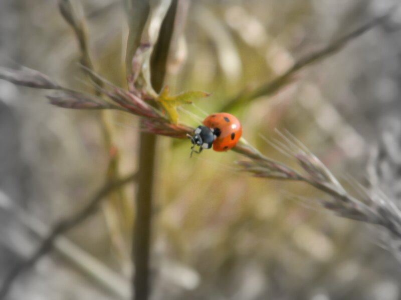 ladybug on a plant stem