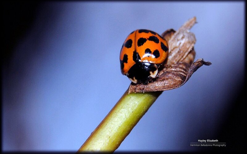 ladybug on a plant stem