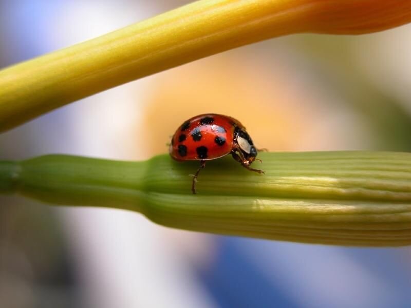 ladybug on a plant stem