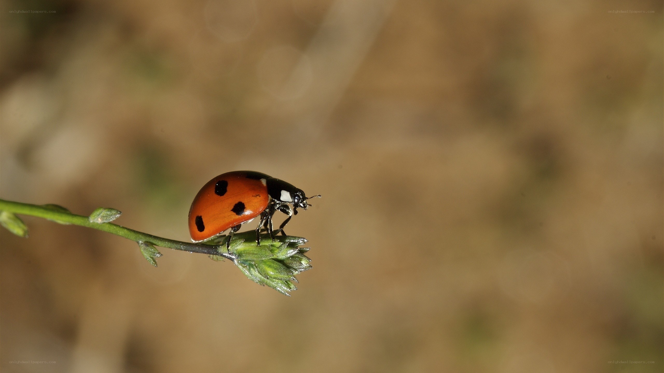 ladybug on a plant stem