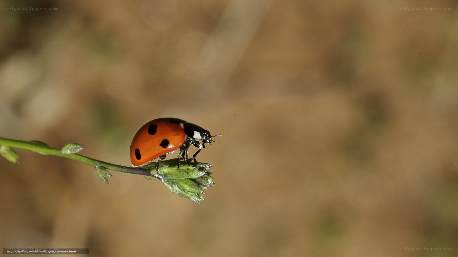 ladybug on a plant stem