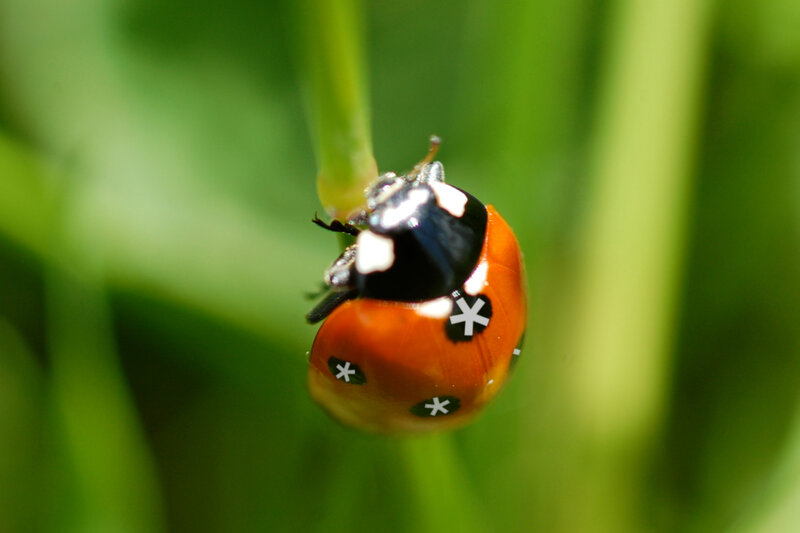 ladybug on a plant stem