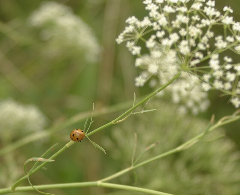 Ladybug on a Plant Stem — Green