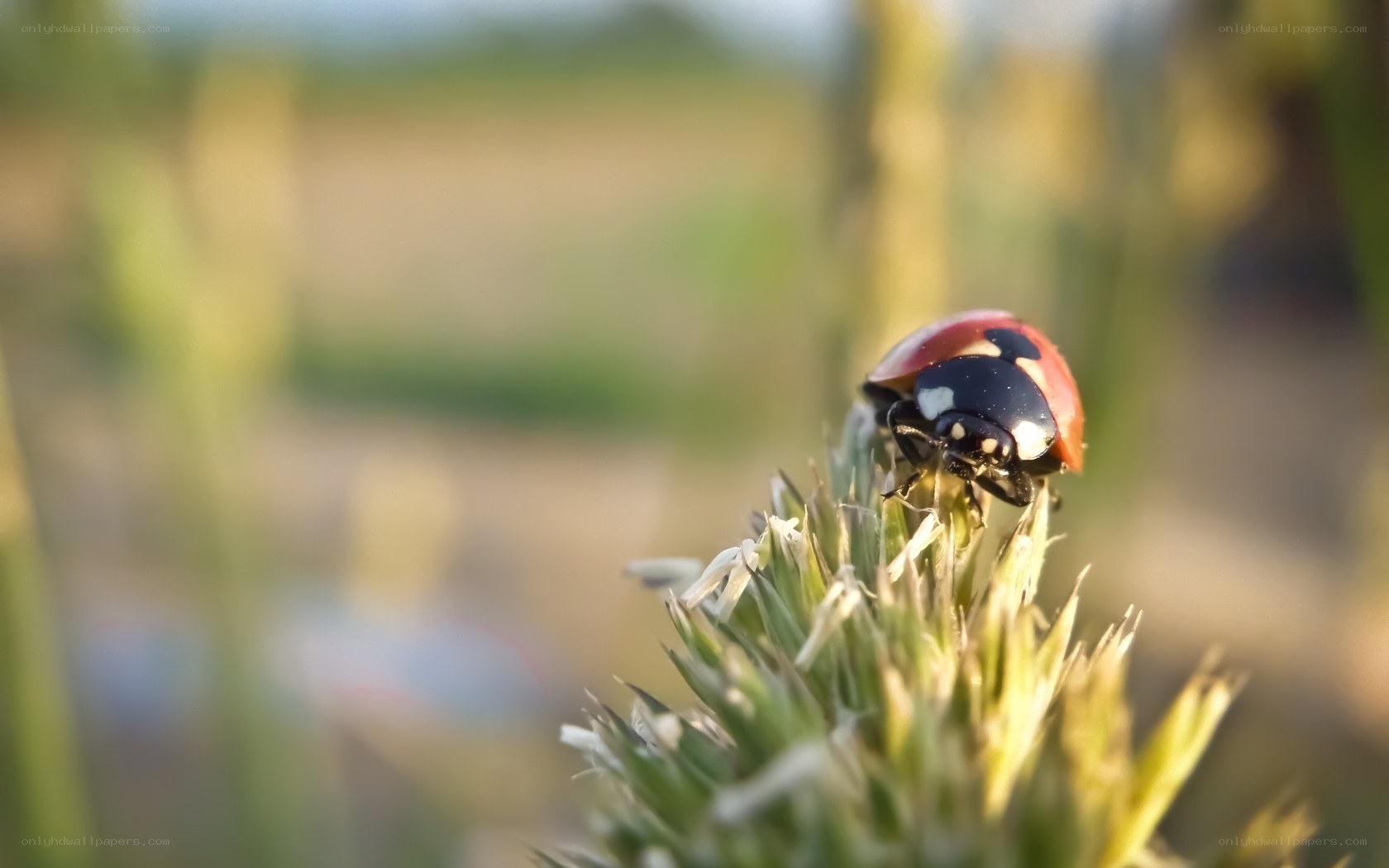 ladybug on a plant