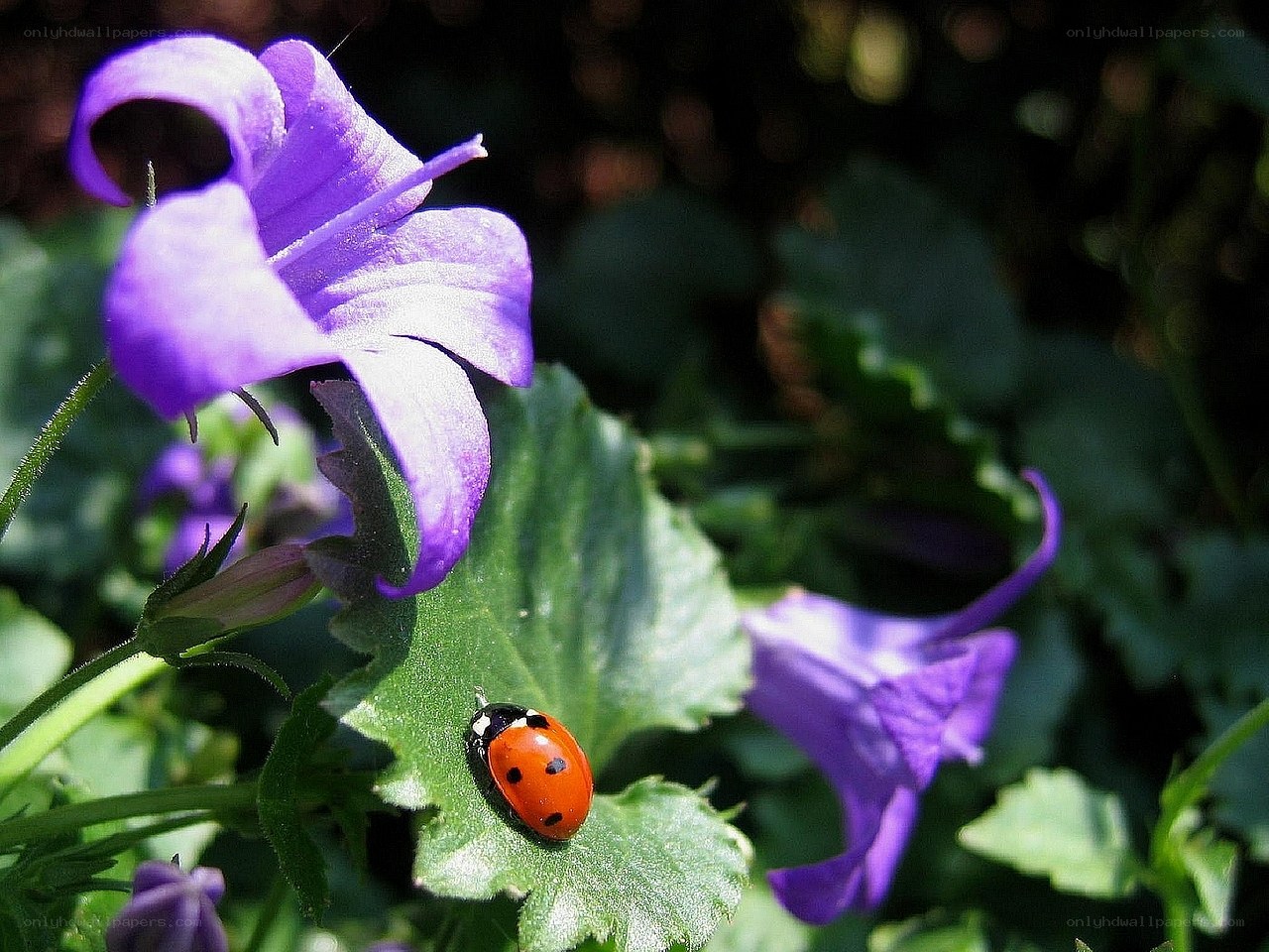 Ladybug on a purple flower