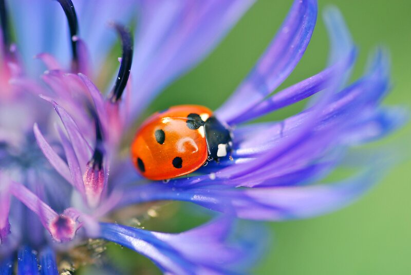 ladybug on a purple flower