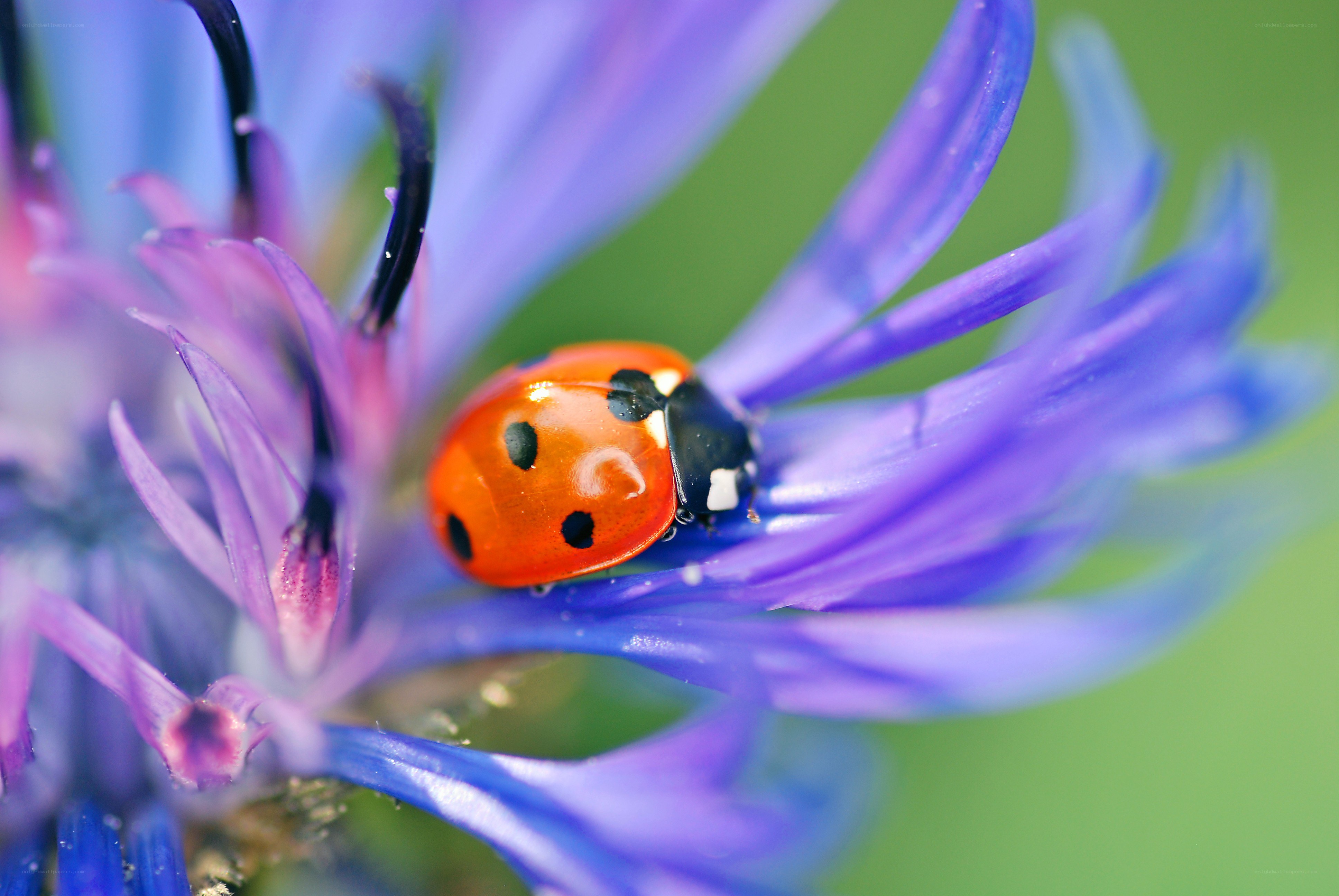 ladybug on a purple flower