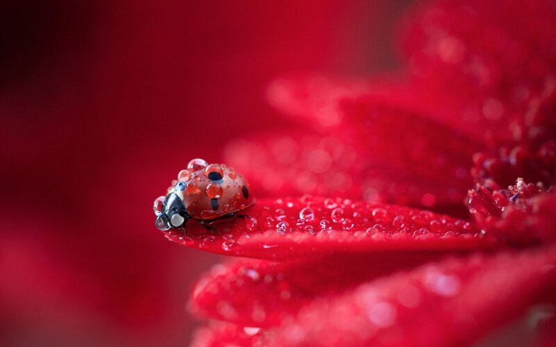 Ladybug on a red flower