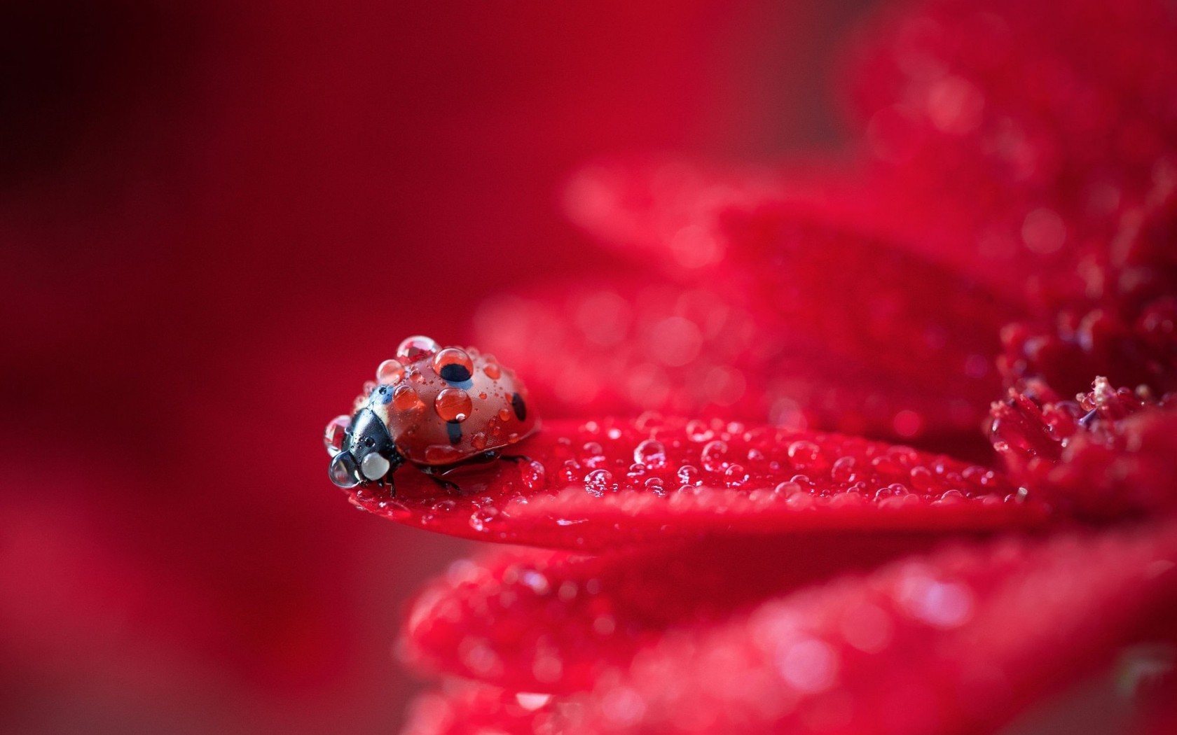 Ladybug on a red flower