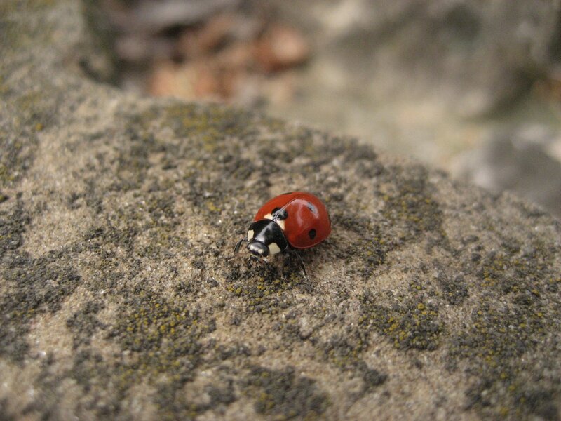 ladybug on a rock