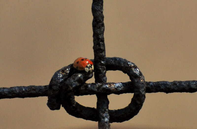 ladybug on a rusty wire