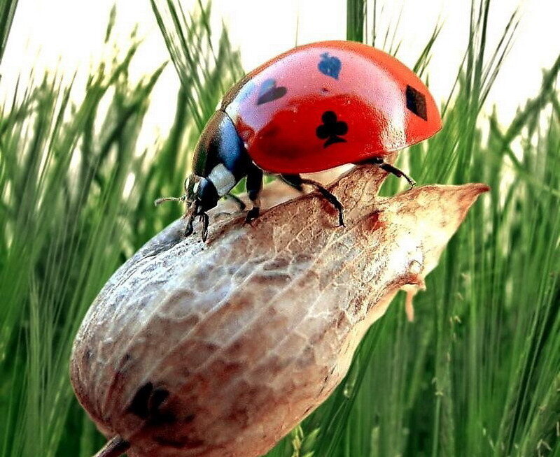 ladybug on a seed pod