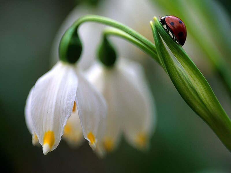Ladybug on a snowdrop flower