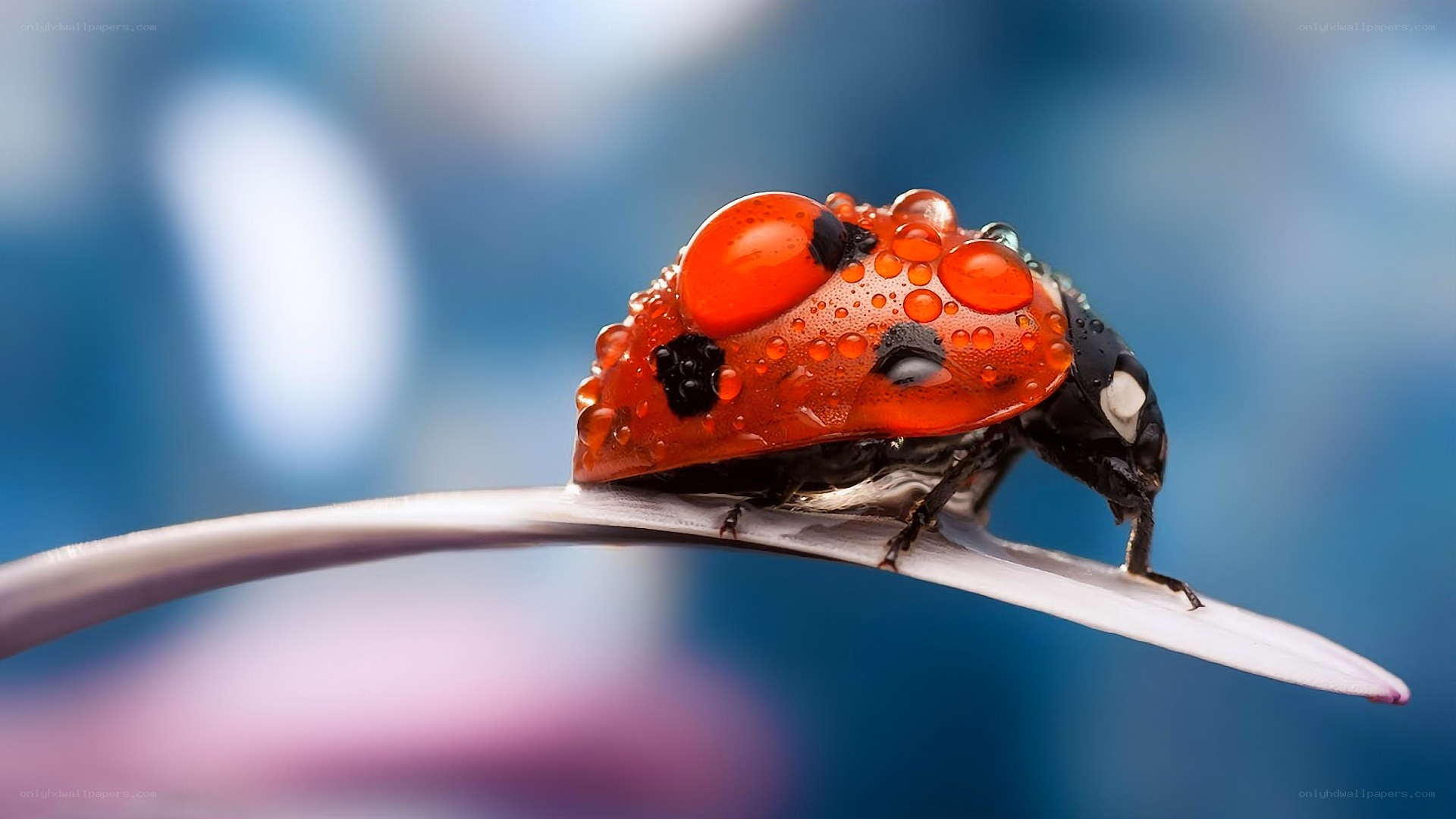 Ladybug on a spoon