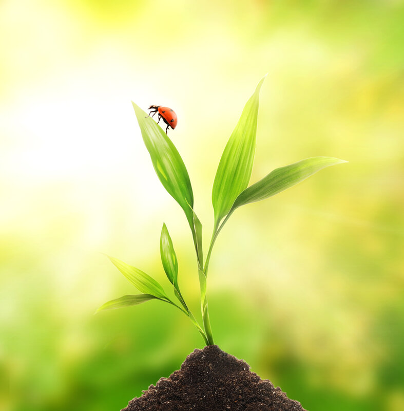 Ladybug on a sprouting plant