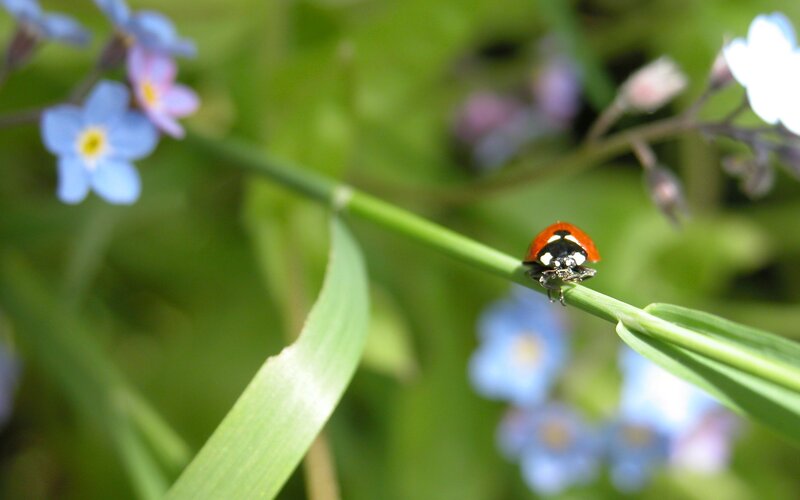 Ladybug on a Stem — Green