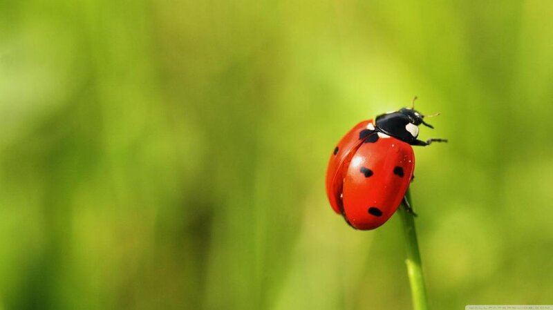 Ladybug on a Stem