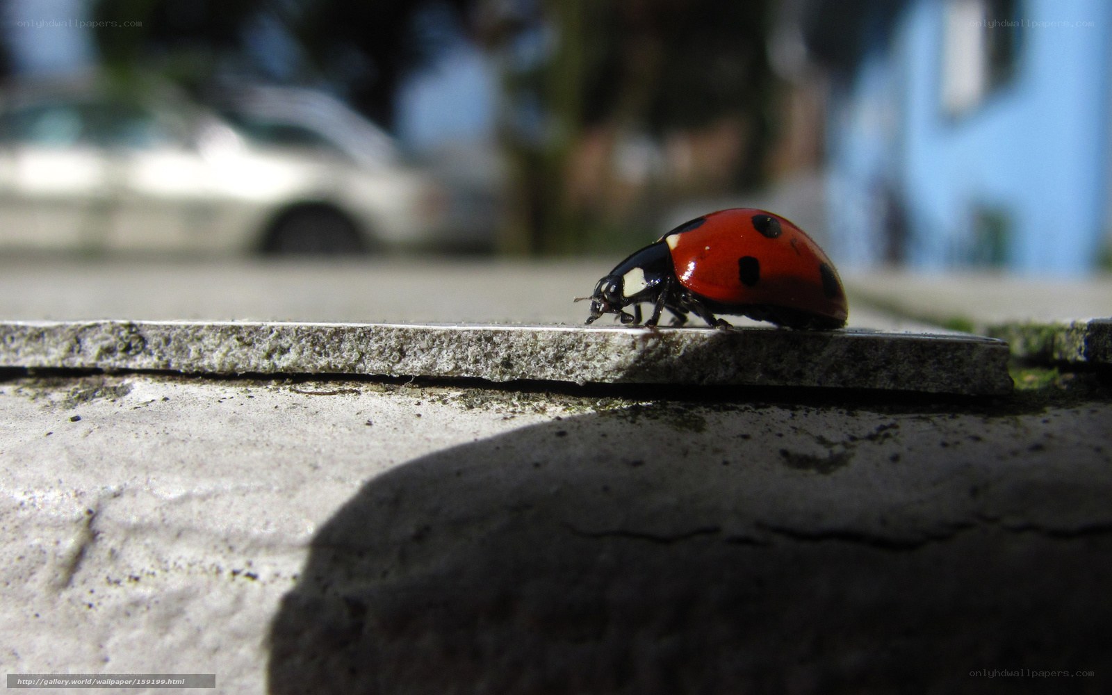 ladybug on a stone ledge