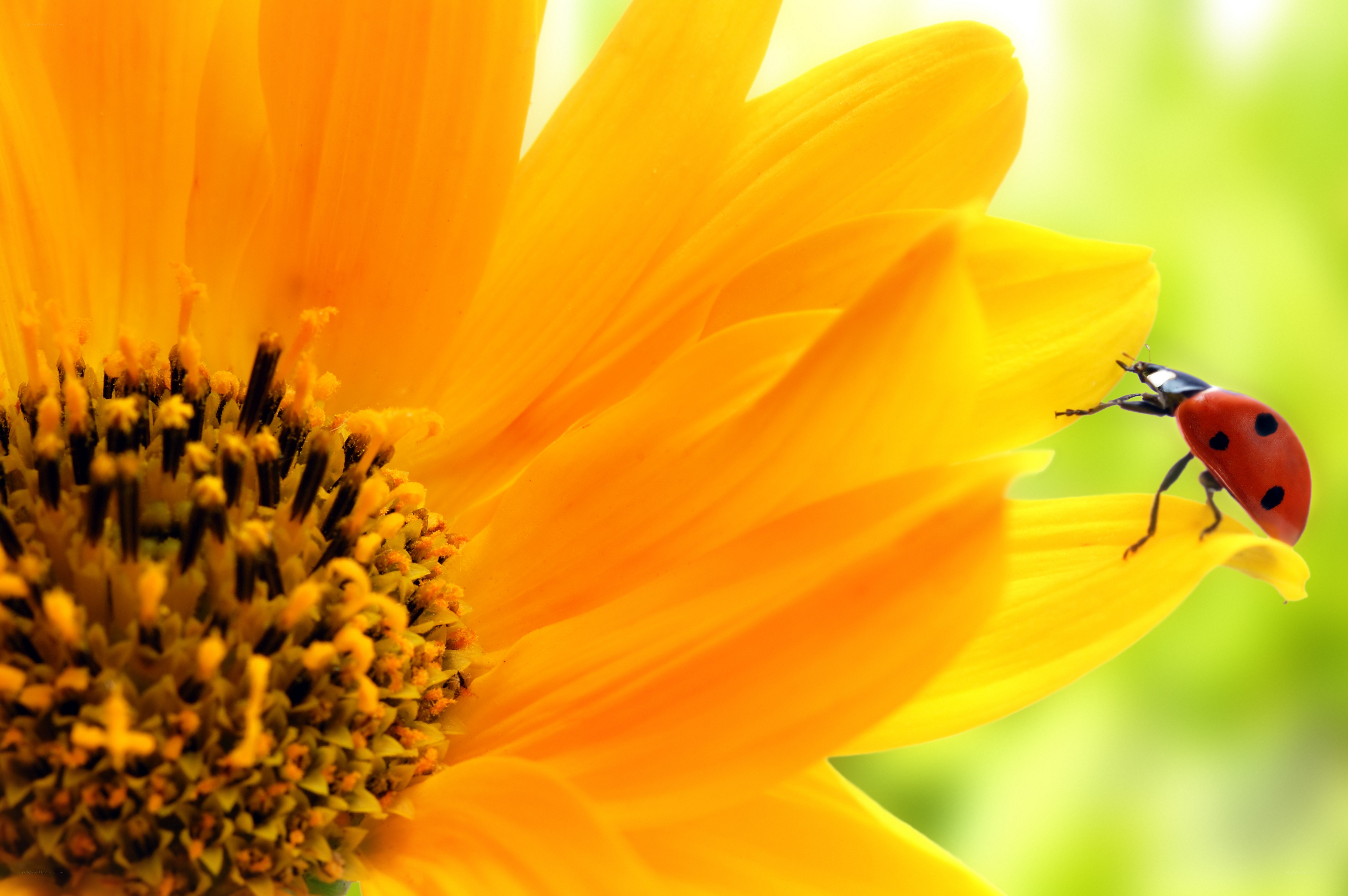 ladybug on a sunflower