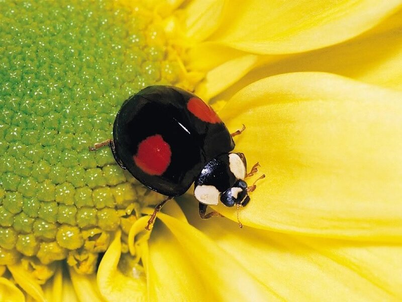 ladybug on a sunflower