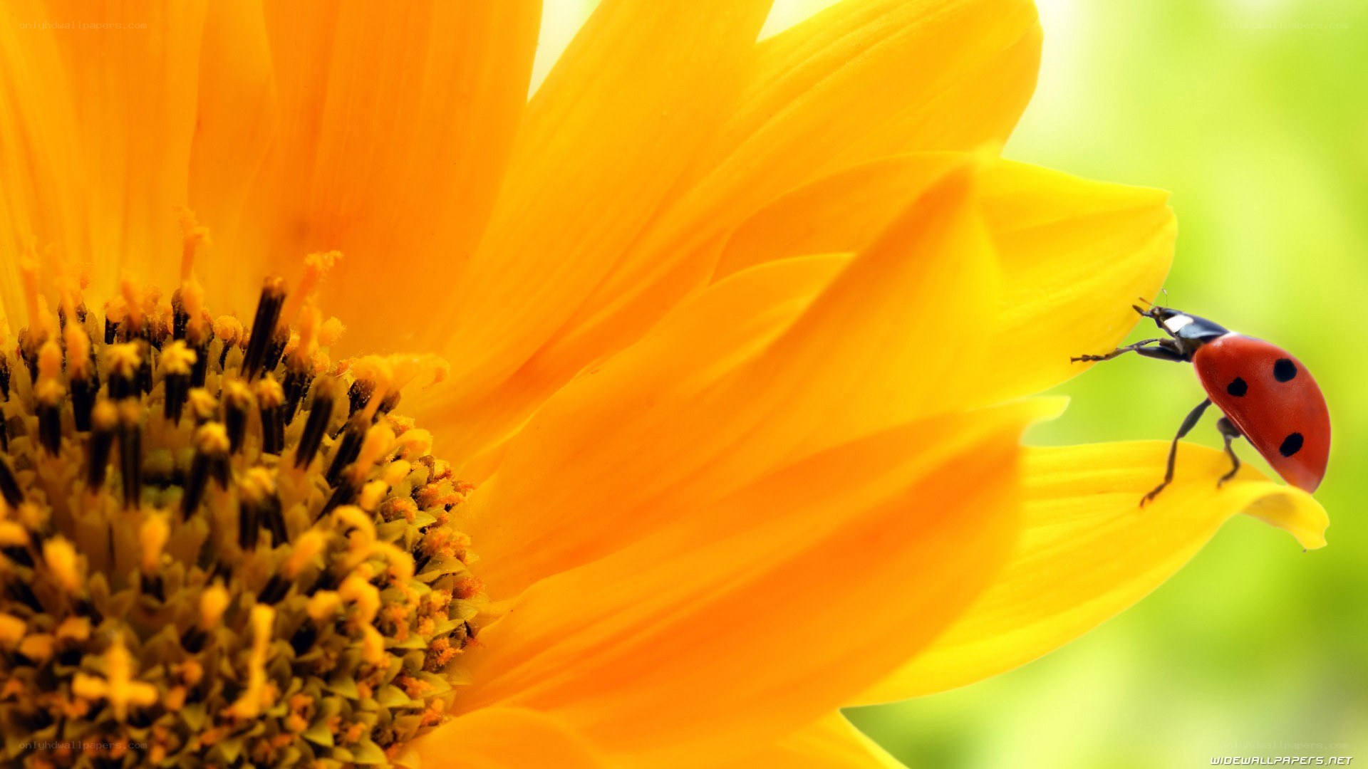 ladybug on a sunflower