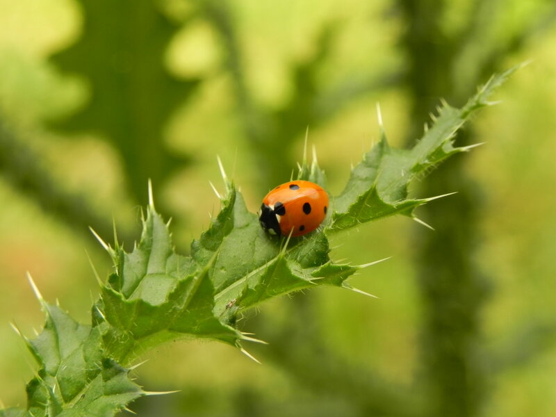 ladybug on a thistle leaf