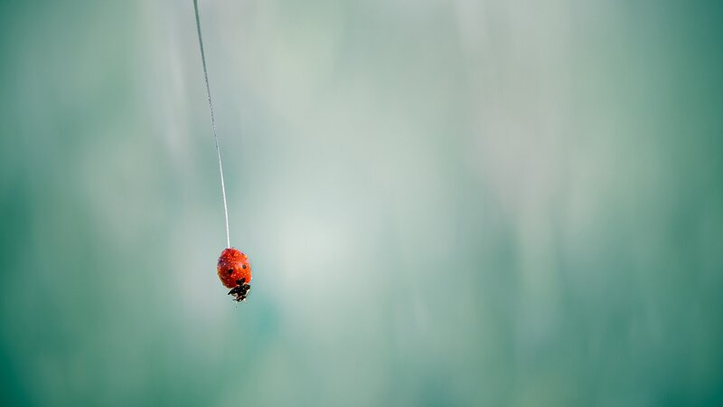 Ladybug on a Thread