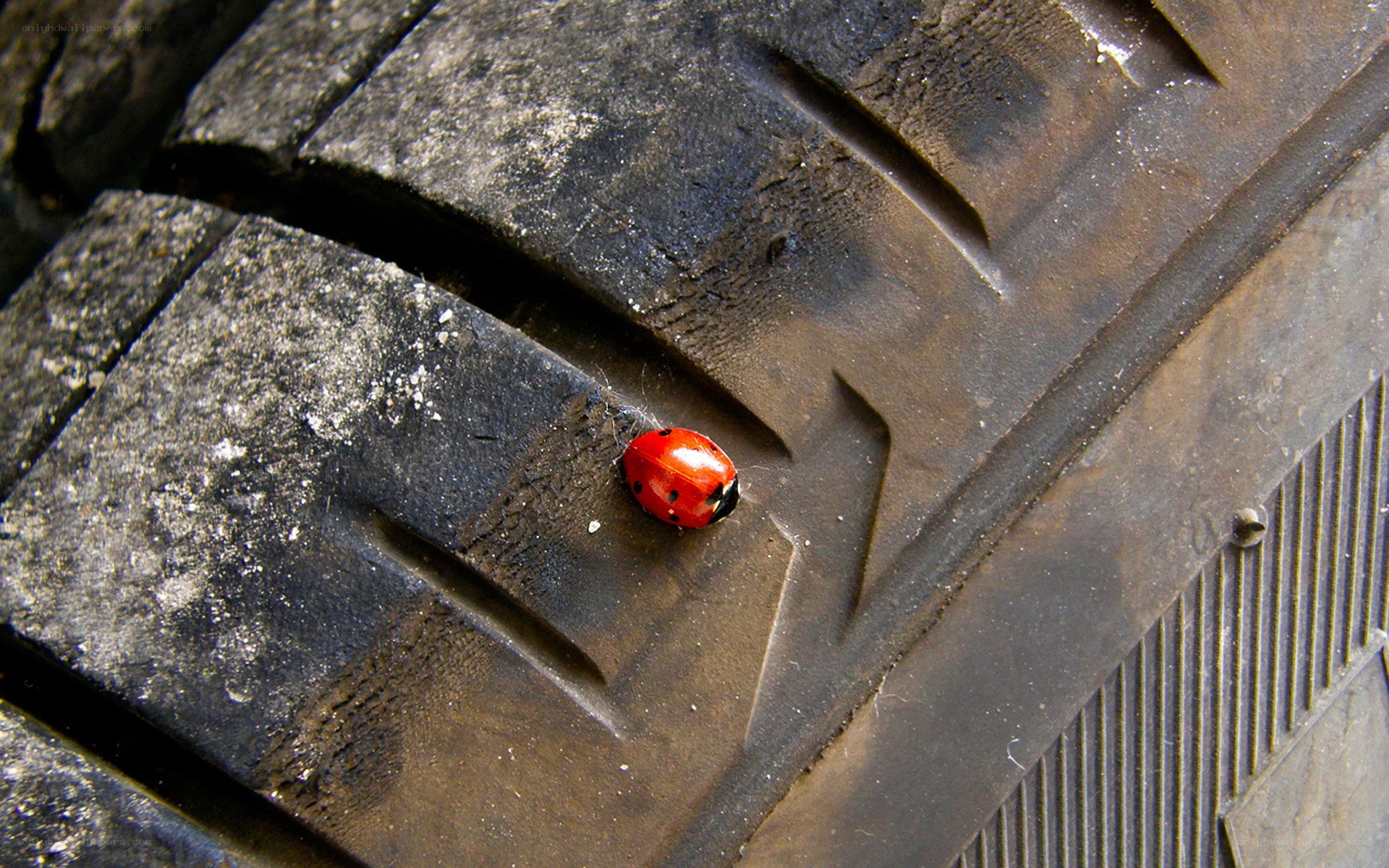 ladybug on a tire