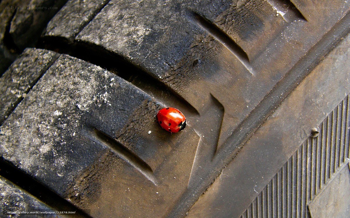 Ladybug on a tire