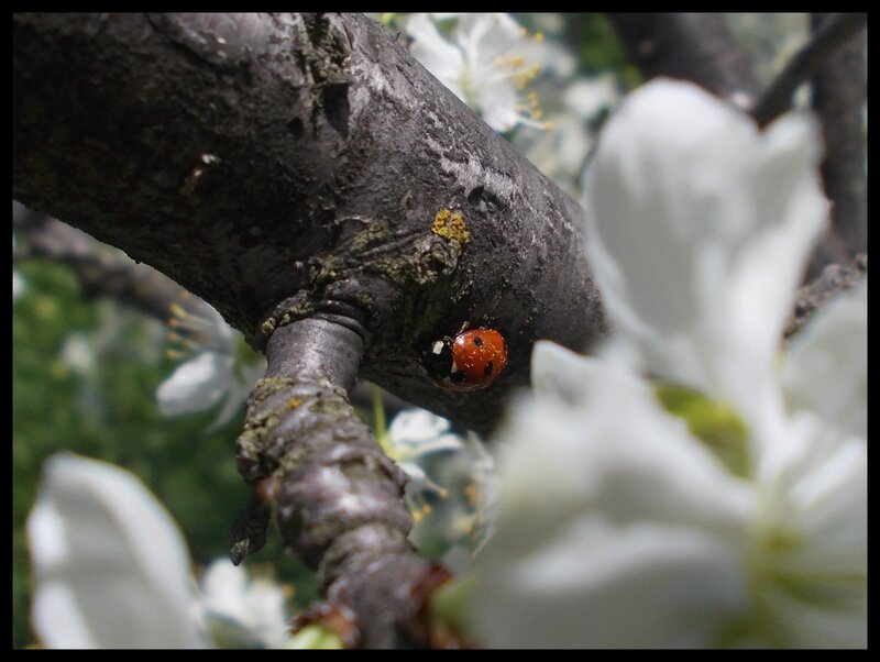 ladybug on a tree branch
