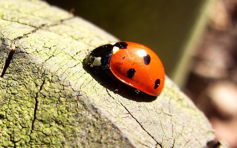 Ladybug on a tree trunk