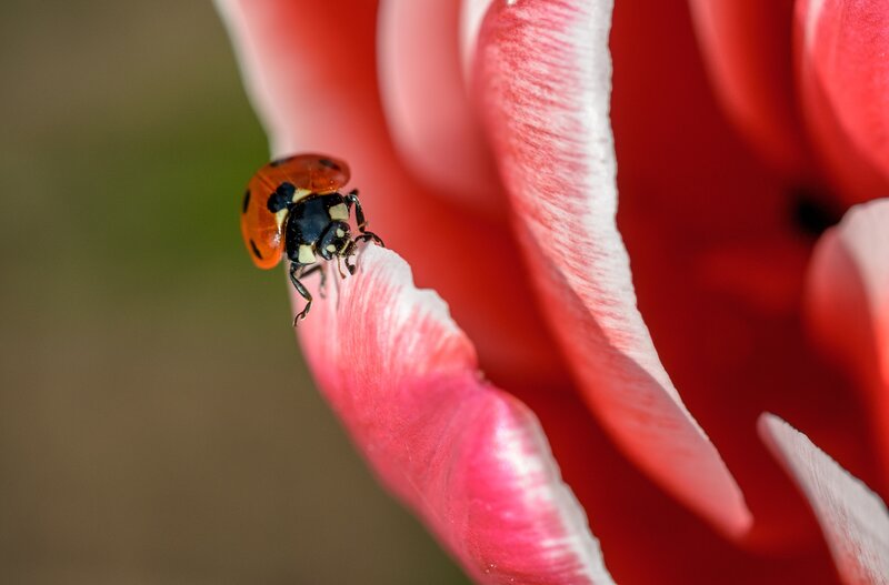 ladybug on a tulip petal