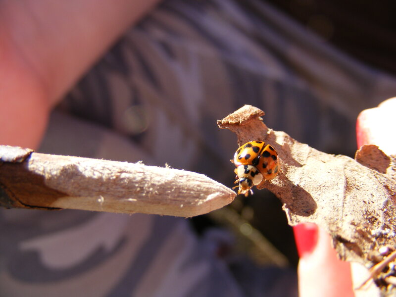 Ladybug on a twig