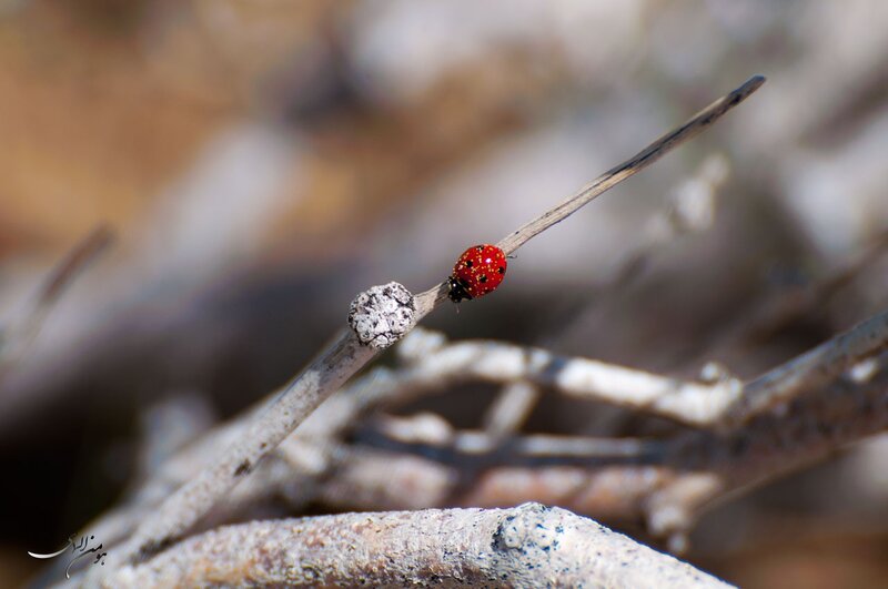 Ladybug on a twig