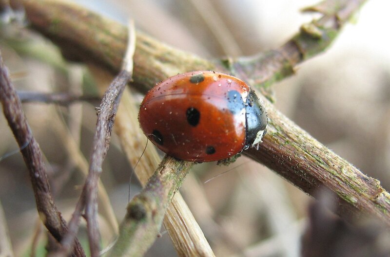 ladybug on a twig
