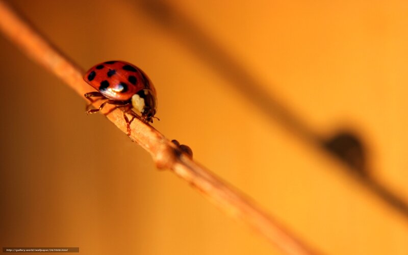 Ladybug on a Twig — Orange