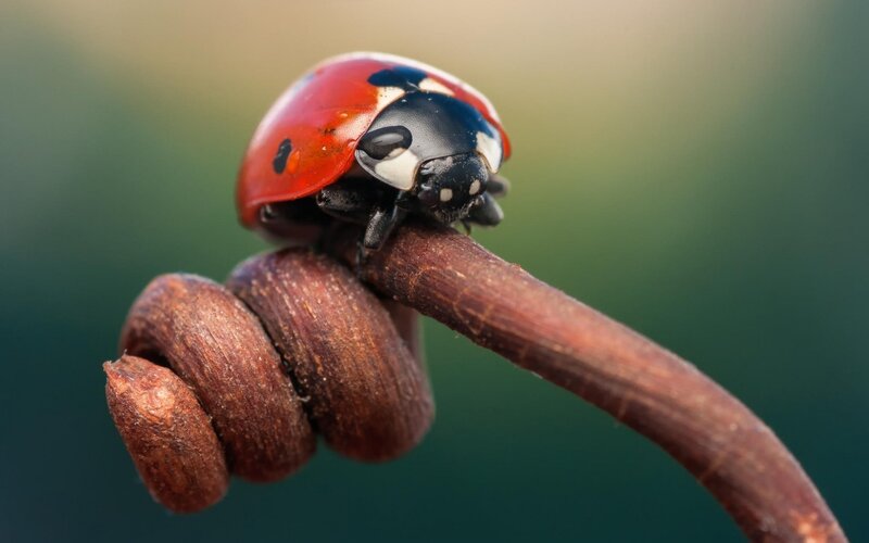 Ladybug on a Twig — Red, Calm, Photograph, Plant