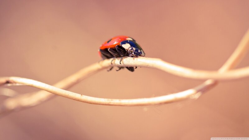 Ladybug on a Twig — Red, Calm, Photograph